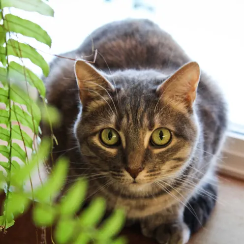 Missy the cat next to a plant and a window